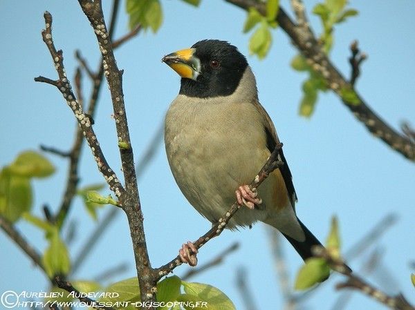 Belles images de gros-becs-casse-noyaux (oiseaux)