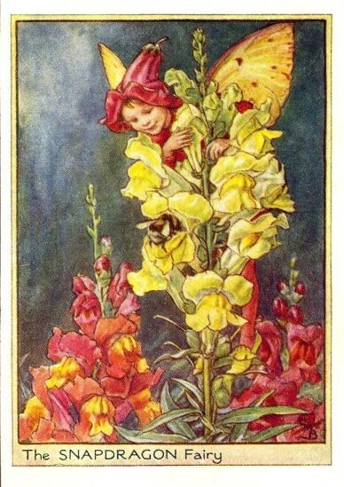 Dessins Fleurs du Jardin de Cicely Mary Barker