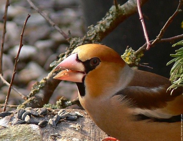 Belles images de gros-becs-casse-noyaux (oiseaux)