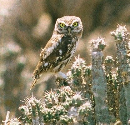 Belles images de chouettes (oiseaux)