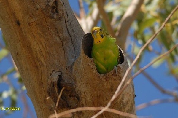 Belles images de perruches (oiseaux)