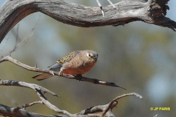 Belles images de perruches (oiseaux)