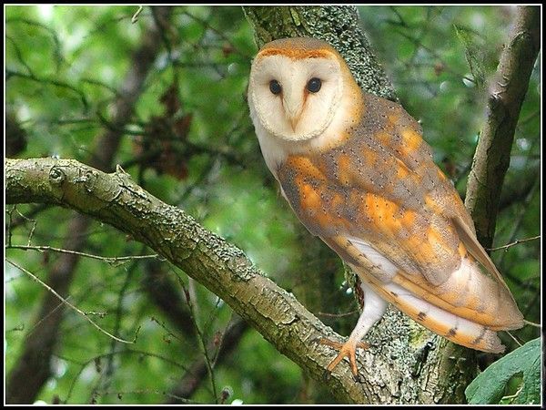 Belles images de chouettes (oiseaux)