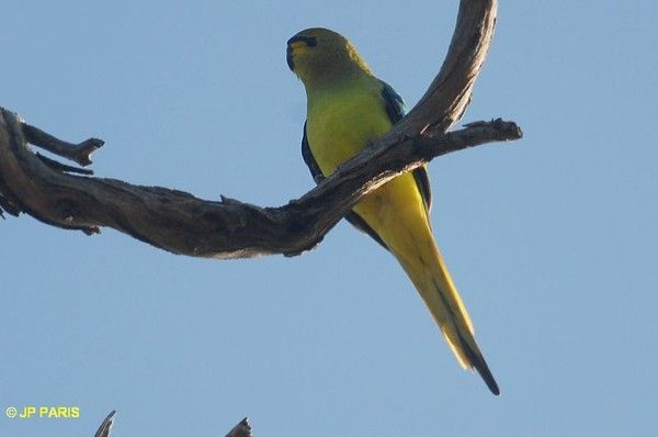 Belles images de perruches (oiseaux)