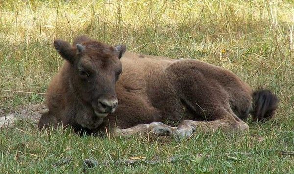 Bisons