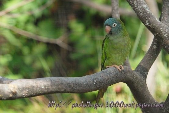 Belles images de perruches (oiseaux)