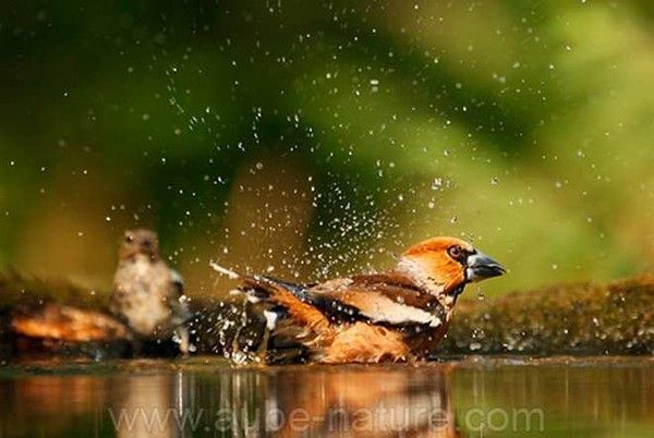 Belles images de gros-becs-casse-noyaux (oiseaux)