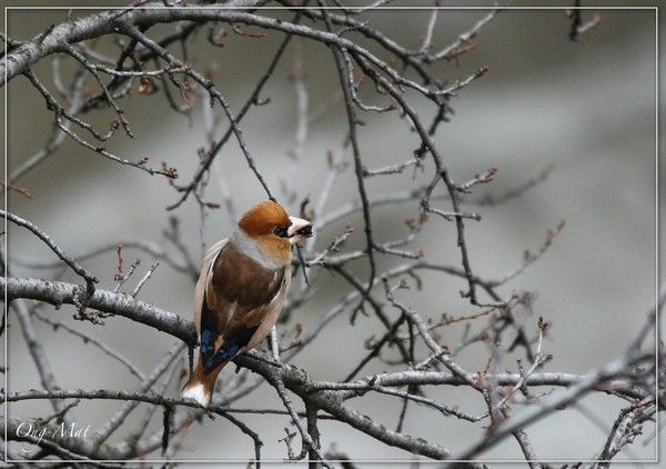 Belles images de gros-becs-casse-noyaux (oiseaux)