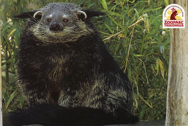 Animaux Binturongs (chats-ours)