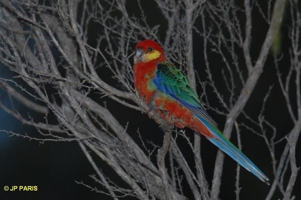 Belles images de perruches (oiseaux)