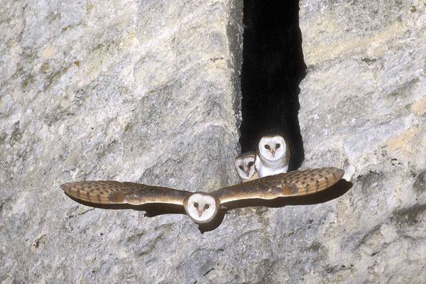 Belles images de chouettes (oiseaux)