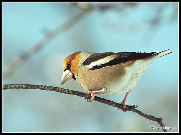 Belles images de gros-becs-casse-noyaux (oiseaux)