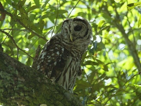 Belles images de chouettes (oiseaux)