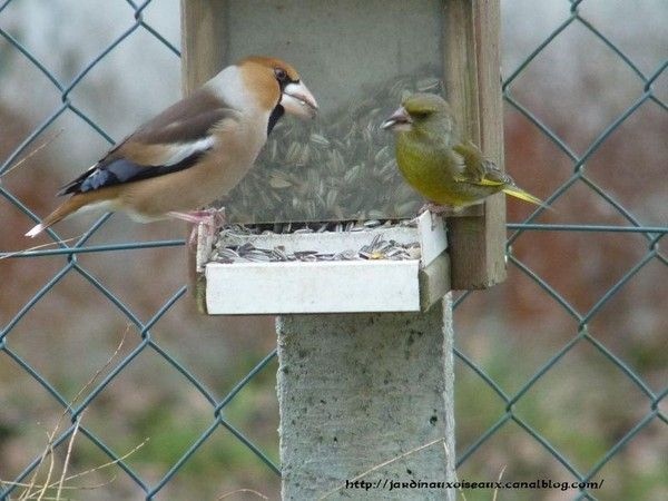 Belles images de gros-becs-casse-noyaux (oiseaux)