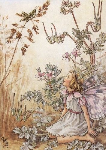 Dessins Fleurs Sauvages de Cicely Mary Barker