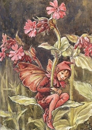 Dessins Fleurs Sauvages de Cicely Mary Barker