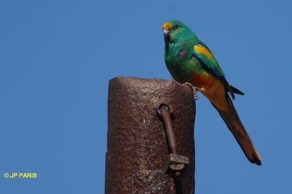 Belles images de perruches (oiseaux)