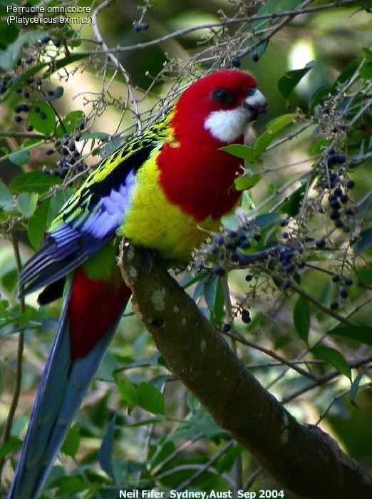 Belles images de perruches (oiseaux)