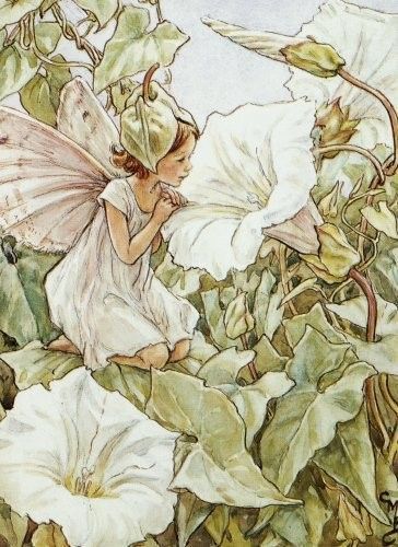 Dessins Fleurs Sauvages de Cicely Mary Barker