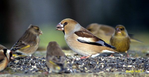 Belles images de gros-becs-casse-noyaux (oiseaux)