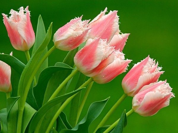 Fleurs TULIPES