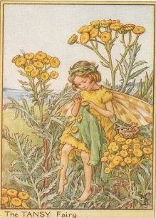 Dessins Fleurs Sauvages de Cicely Mary Barker