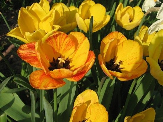 Fleurs TULIPES