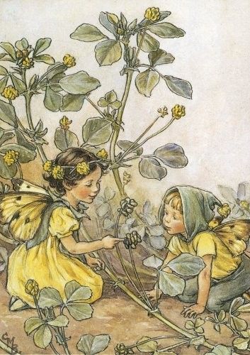 Dessins Fleurs Sauvages de Cicely Mary Barker