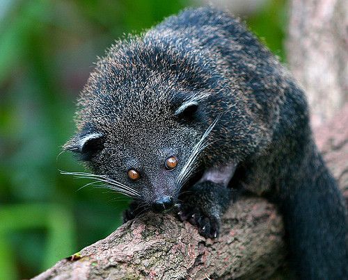 Animaux Binturongs (chats-ours)