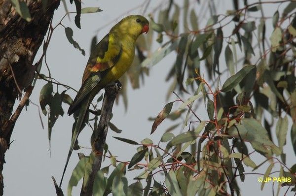 Belles images de perruches (oiseaux)