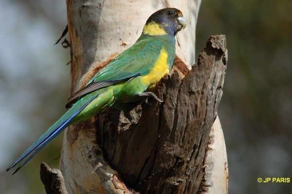 Belles images de perruches (oiseaux)