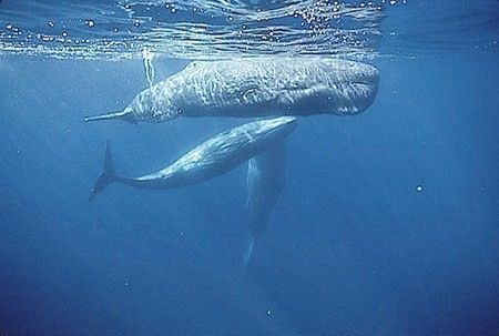 Animaux Baleines