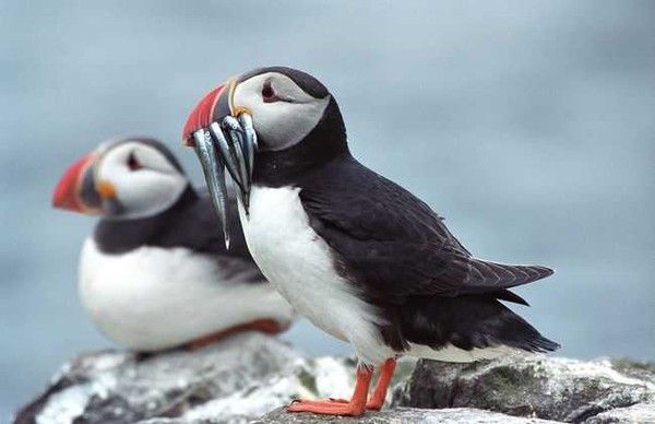 Belles images de macareux (oiseaux)