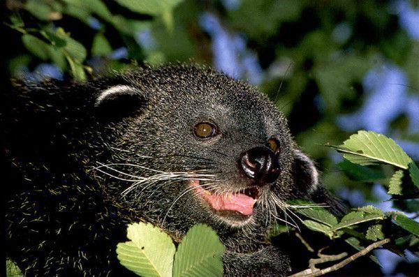 Animaux Binturongs (chats-ours)