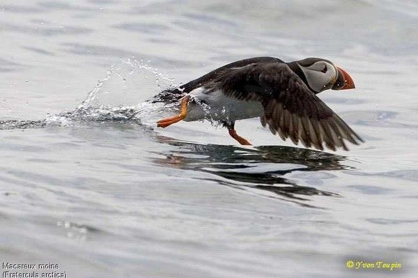 Belles images de macareux (oiseaux)