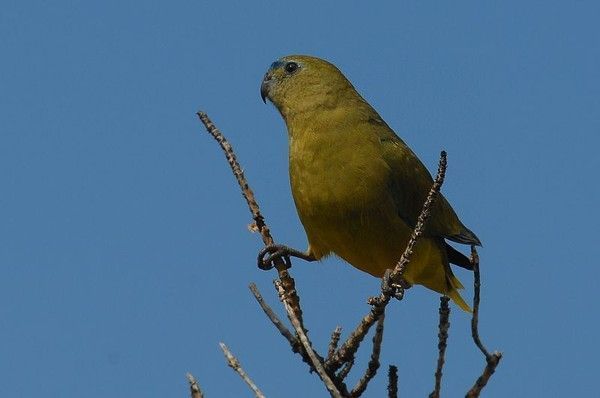 Belles images de perruches (oiseaux)