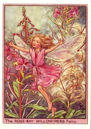 Dessins Fleurs Sauvages de Cicely Mary Barker