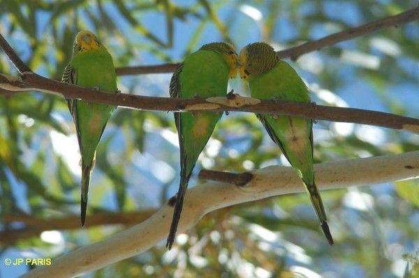 Belles images de perruches (oiseaux)