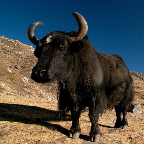 Yacks (ou yaks)