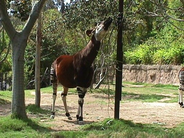 Animaux okapis