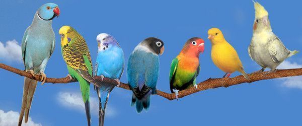 Belles images de perruches (oiseaux)