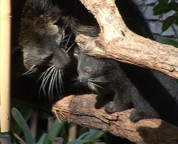 Animaux Binturongs (chats-ours)