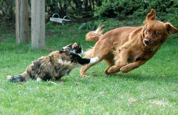 Animaux insolites et amusants