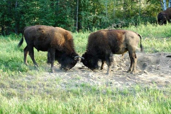 Bisons