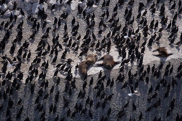 La terre vue du ciel par Yann-Arthus Bertrand