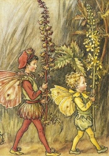 Dessins Fleurs Sauvages de Cicely Mary Barker