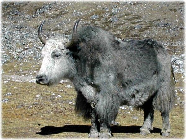 Yacks (ou yaks)