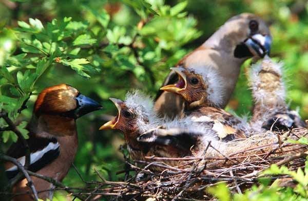 Belles images de gros-becs-casse-noyaux (oiseaux)