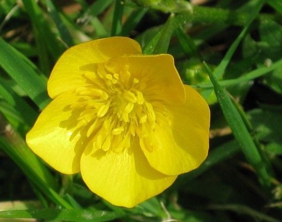 Fleurs BOUTONS D'OR