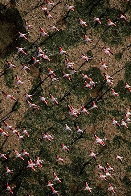 La terre vue du ciel par Yann-Arthus Bertrand